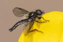 Bibio lanigerus (Shaggy St Mark's Fly).jpg